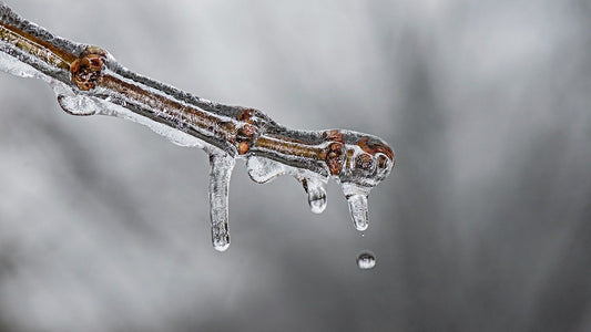 Frozen-tree-limb